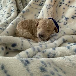 Rocket - Apricot male Poodle puppy in Wilmington, Delaware from Imperial Poodles LLC