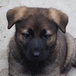 Boy 4 - Sable German Shepherd puppy in El Sobrante, California from Zwinger vom Patiala