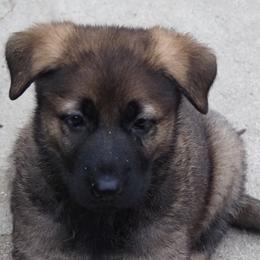 Boy 4 - Sable German Shepherd puppy in El Sobrante, California from Zwinger vom Patiala