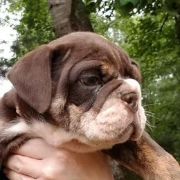 English Bulldog and French Bulldog Puppies from Blue Rover Bullies