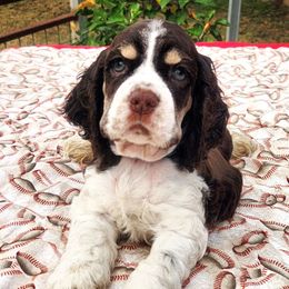Green Boy - Brown white and tan male Cocker Spaniel puppy in Beggs, Oklahoma from Southern Country Cockers