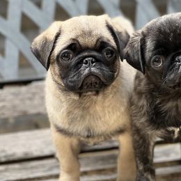 Pugs from TiggyTime Pugs
