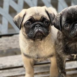Pugs from TiggyTime Pugs