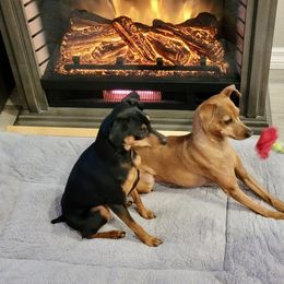 "In their new home" Miniature Pinscher Puppies from Nizhoni Miniature Pinschers of AZ