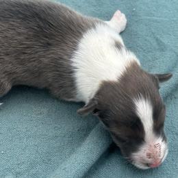 Boy 5 - Sable and white male Shetland Sheepdog puppy in Pensacola, Florida from Nancy Barger's Siberian Huskies