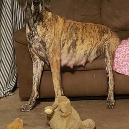 Gypsy  - Great Dane