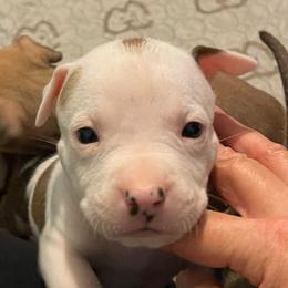 Tricorn - indigo collar - Blue fawn male American Staffordshire Terrier puppy in Monroe, Georgia from Irresistibull Staffords