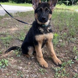 Green Girl - Black and red female German Shepherd puppy in Green Forest, Arkansas from Green Forest German Shepherds