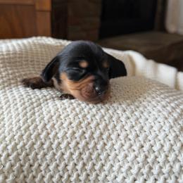 Dachshund puppies from Cotton Hill Dachshunds