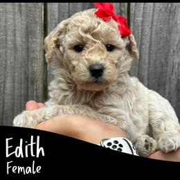 Edith - Apricot female Goldendoodle puppy in Angier, North Carolina from A Breed Above Kennels