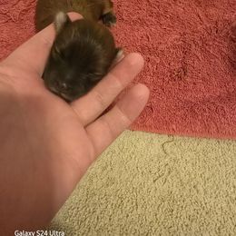 Spencer - Red sable male Havanese puppy in Melba, Idaho from Lawson Havanese