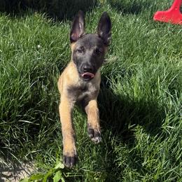 Kru (Blue Collar) - Fawn sable male Belgian Malinois puppy in Boise, Idaho from Wings of Freedom Retrievers and Malinois