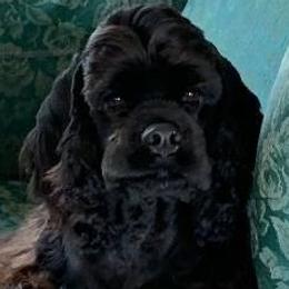 Cocker Spaniels from Starlight's American Cockers