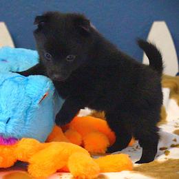Tiny girl - Black female Schipperke puppy in Grants Pass, Oregon from Walking Hart Schipperkes