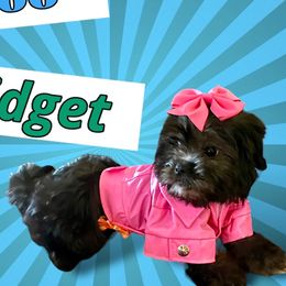 Gidget Fae' - Poodle