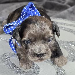 Romeo - Merle male Shihpoo puppy in Delphos, Ohio from Route 66 Poodles & Doodles, Sapphire Shih-tzu's of Ohio
