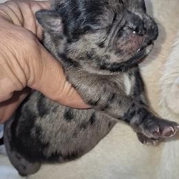 Blue Merle Boy 1 - Black male Pug puppy in Gadsden, Alabama from Carla's Pugs