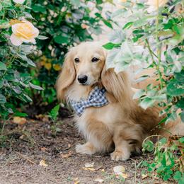 Avi - Dachshund
