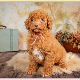 Boo - Red and white female Cockapoo puppy in Connersville, Indiana from Deaz Doodle Ranch