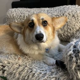 Pembroke Welsh Corgi puppies from Blue Angel Kennels