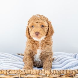 Mobley - Goldendoodle puppy in Davie, Florida from ClassyDoodles