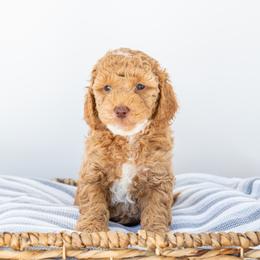 Mobley - Goldendoodle puppy in Davie, Florida from ClassyDoodles