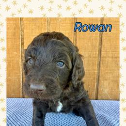 Rowan - Chocolate male Goldendoodle puppy in Caddo Mills, Texas from Fire Wife Doodles