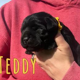 Teddy - Black female Labrador Retriever puppy in Petersburg, Kentucky from Mahan Labs