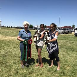 Australian Shepherd Puppies from Storybrooke Australian Shepherds