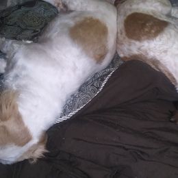 Chihuahuas and Shih Tzus from Magnolia Farm's LLC