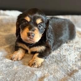 Skye - Black and tan female Dachshund puppy in Morristown, Tennessee from Hillside Hounds