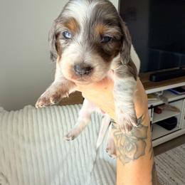 Cupcake - Dapple female Dachshund puppy in Tucson, Arizona from Tucson Dachshund Co.