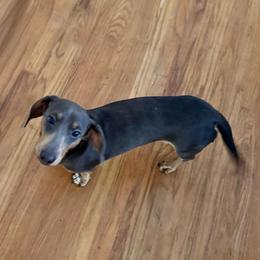 Zipper - Blue and tan male Dachshund puppy in Havertown, Pennsylvania from Beaks and Barks, LLC