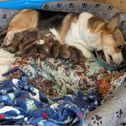 Baby boy 1 - White and fawn male Pembroke Welsh Corgi puppy in Orange, Virginia from CL&L Corgi's