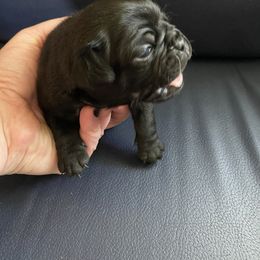 Boy 1 - Black male Pug puppy in Cass Lake, Minnesota from Mother Mule Kennels