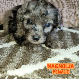 Magnolia - Blue Merle Color - Merle female Goldendoodle puppy in Beecher, Illinois from Erica’s Doodles