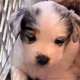 Girl 3 - Blue merle Miniature Australian Shepherd puppy in Corydon, Indiana from Arbuckle’s Lookin Good Aussies (LGA)