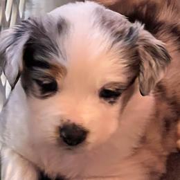 Girl 3 - Blue merle Miniature Australian Shepherd puppy in Corydon, Indiana from Arbuckle’s Lookin Good Aussies (LGA)