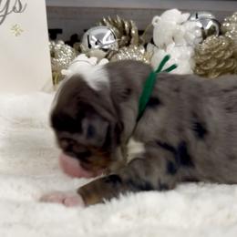 Home Alone - Merle male Bernedoodle puppy in Hegins, Pennsylvania from Bubbling Springs Doodles, LLC