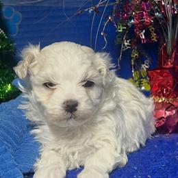 Boy 1 - White male Maltese puppy in Palm Coast, Florida from Fiesta Pups