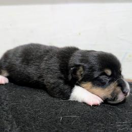 Sunny - Black and tan male Pembroke Welsh Corgi puppy in Brandon, Mississippi from Jenny May’s Corgis