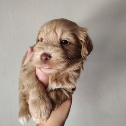 Tigger - Wheaten male Miniature Schnauzer puppy in Florida from Central Florida Schnauzers