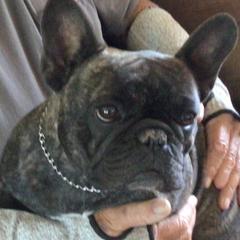 French Bulldog All Grown Up from SandRiver Kennel