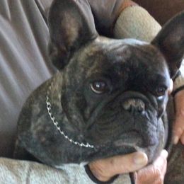French Bulldog All Grown Up from SandRiver Kennel