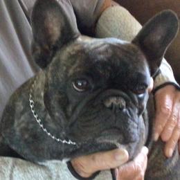 French Bulldog All Grown Up from SandRiver Kennel