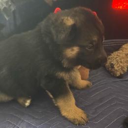 Leon - Black and red male German Shepherd puppy in Charlottesville, Virginia from AB_Elite_GSD