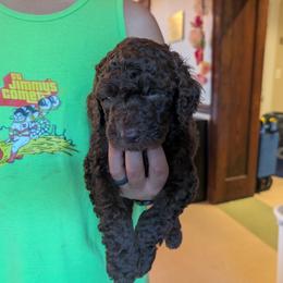 Reed - Chocolate male Australian Labradoodle puppy in Sturbridge, Massachusetts from Pawlite Best Friends