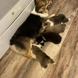 Pembroke Welsh Corgi Puppies from Annwyl McCorgis
