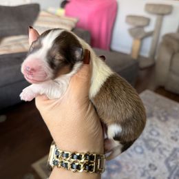 Creed- Classic sable boy - Sable and white male Shetland Sheepdog puppy in Frazeysburg, Ohio from Mountain High Kennels