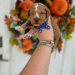 Stitch(Blue) - Red  male Poodle puppy in Stuart Fl, Florida from Lincoln & Lady Co.